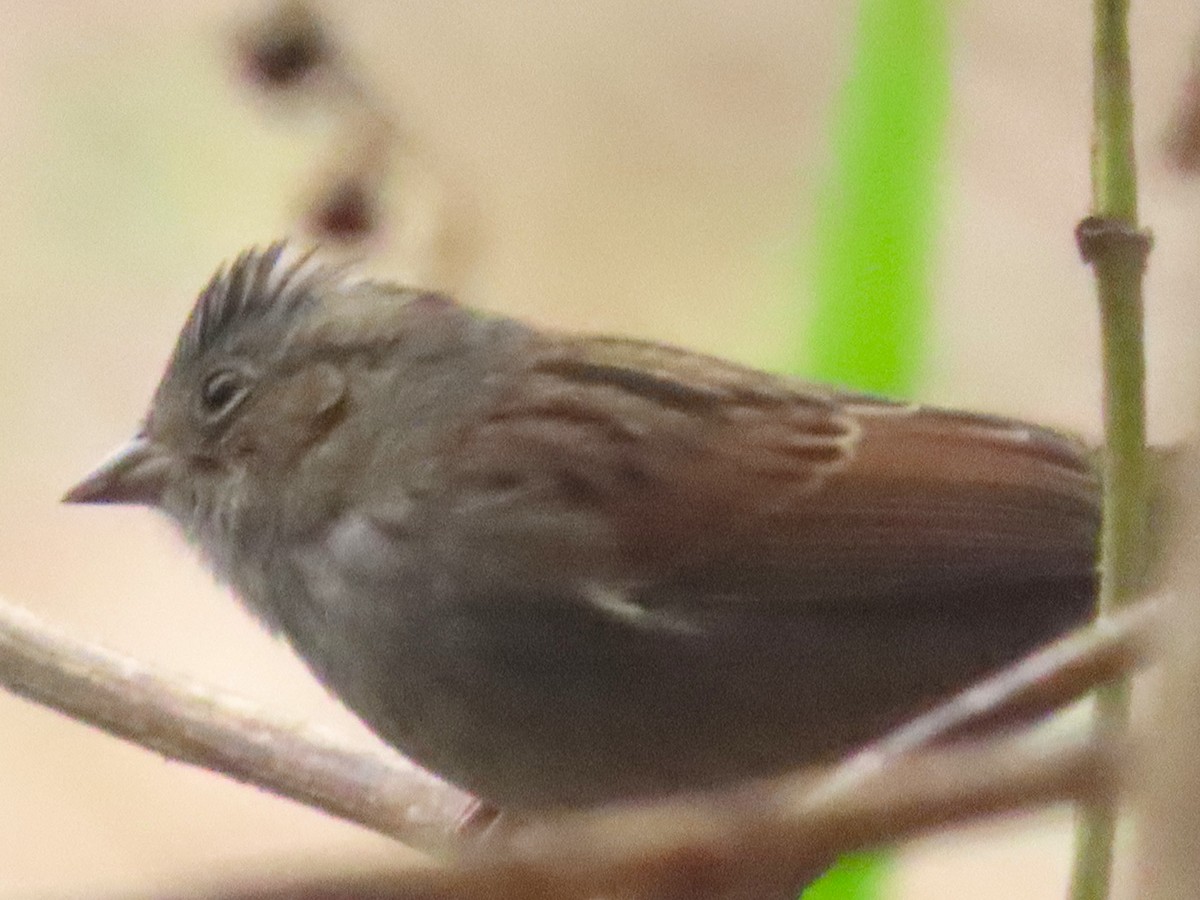 Swamp Sparrow - ML643386371