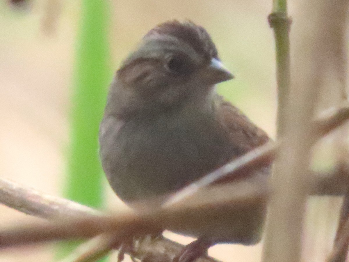 Swamp Sparrow - ML643386372