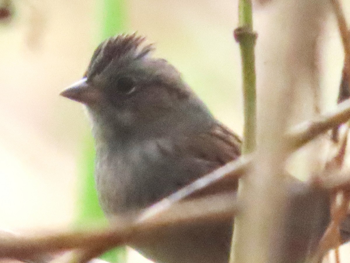 Swamp Sparrow - ML643386373