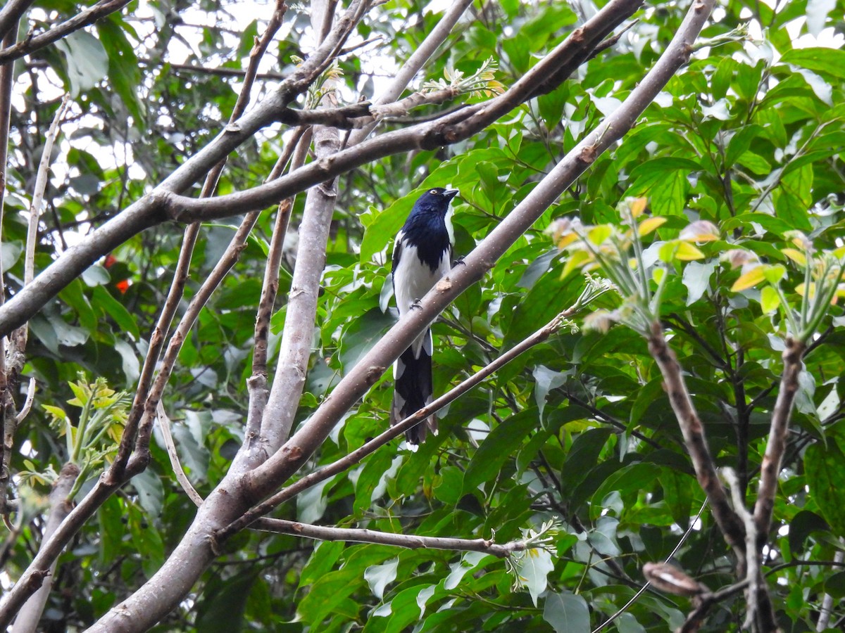 Magpie Tanager - ML643386379