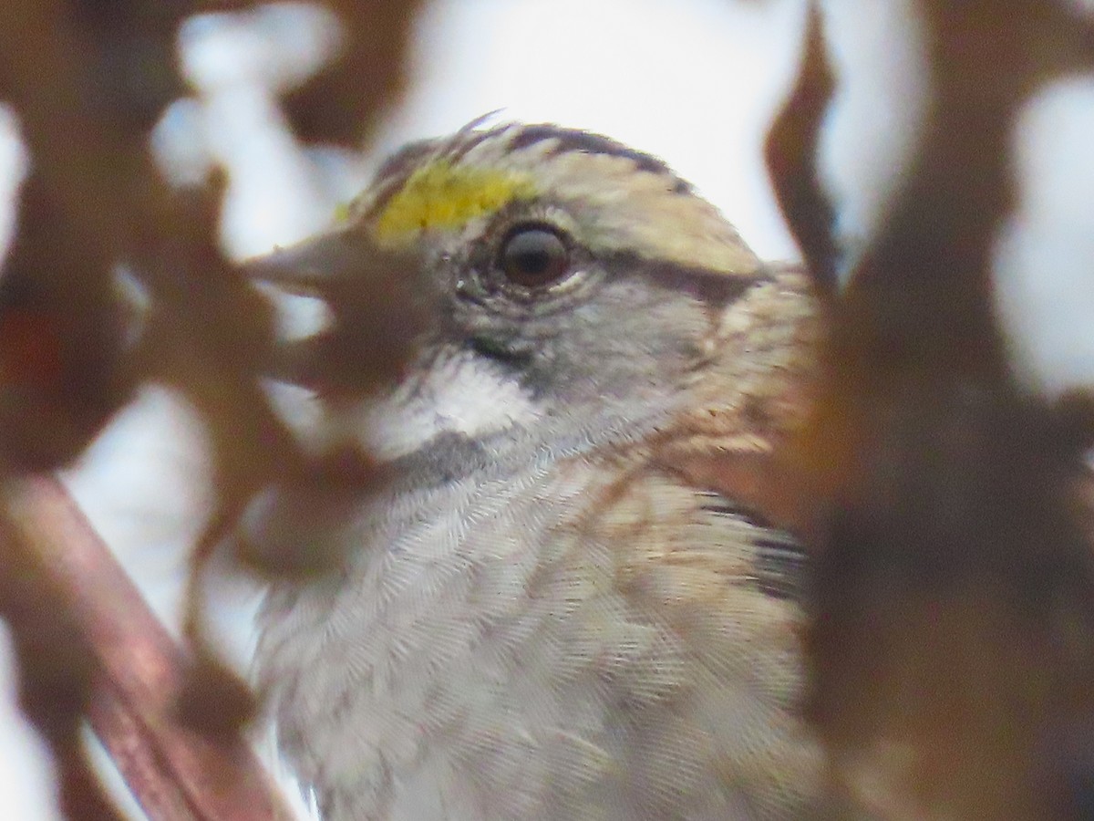 White-throated Sparrow - ML643386382