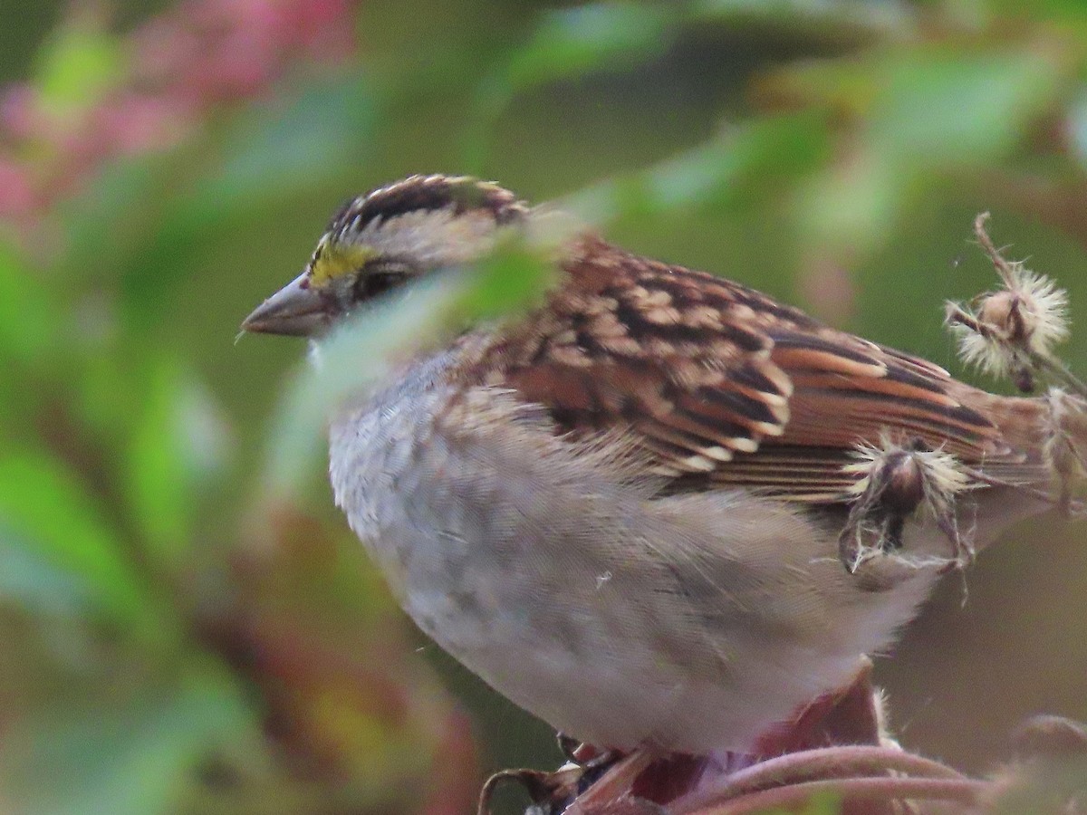 White-throated Sparrow - ML643386383