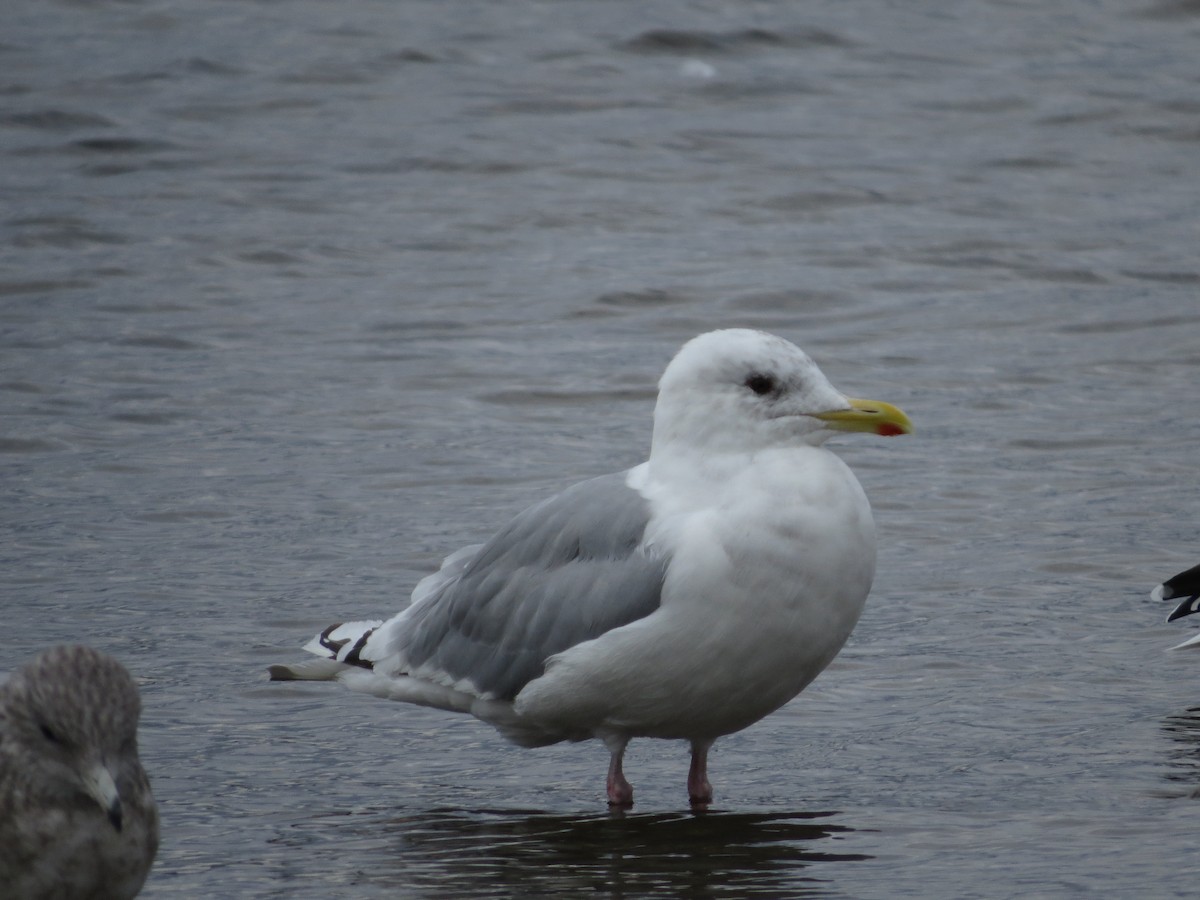 Iceland Gull (Thayer's) - ML643386388