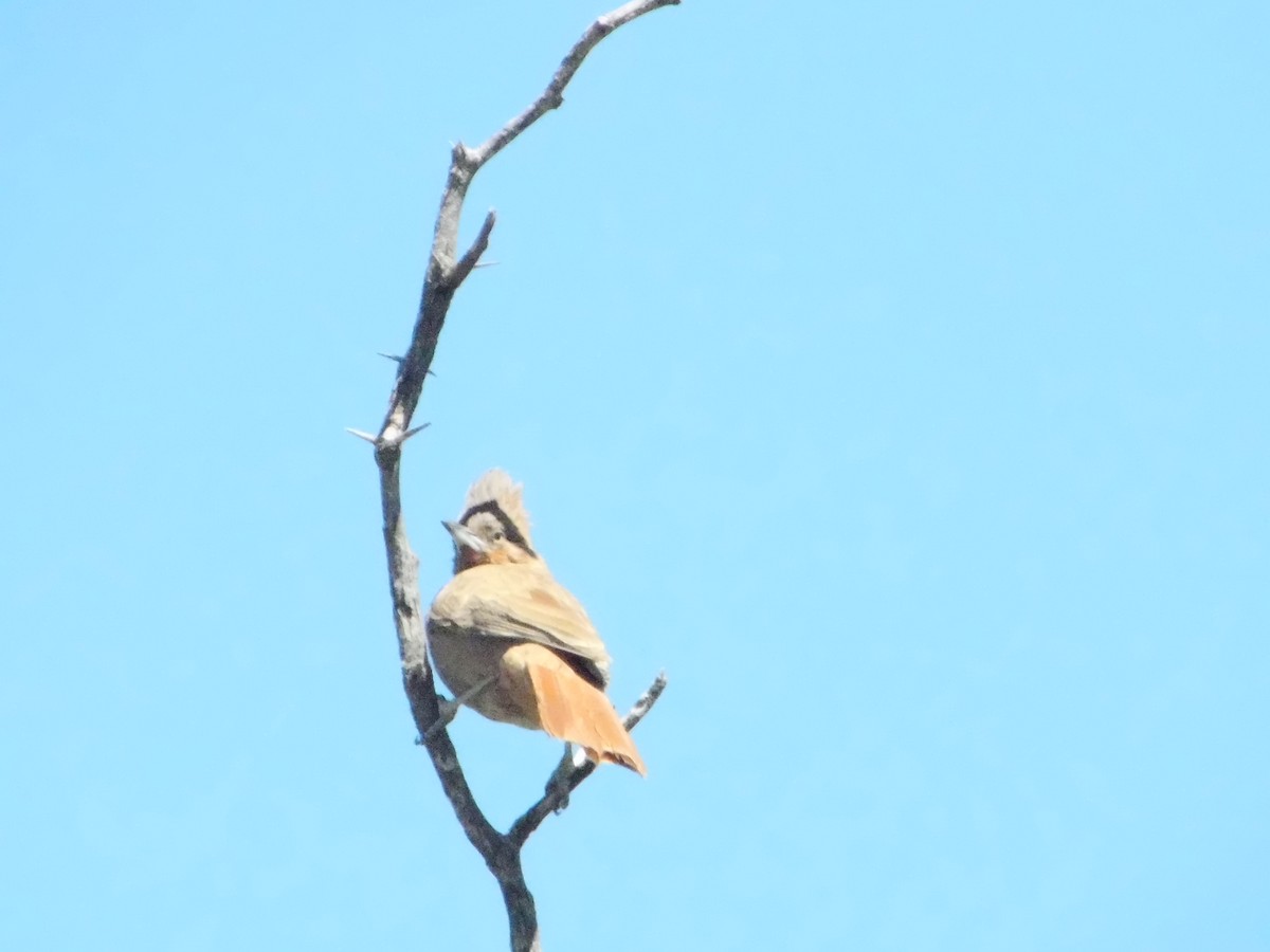 Brown Cacholote - ML643386389