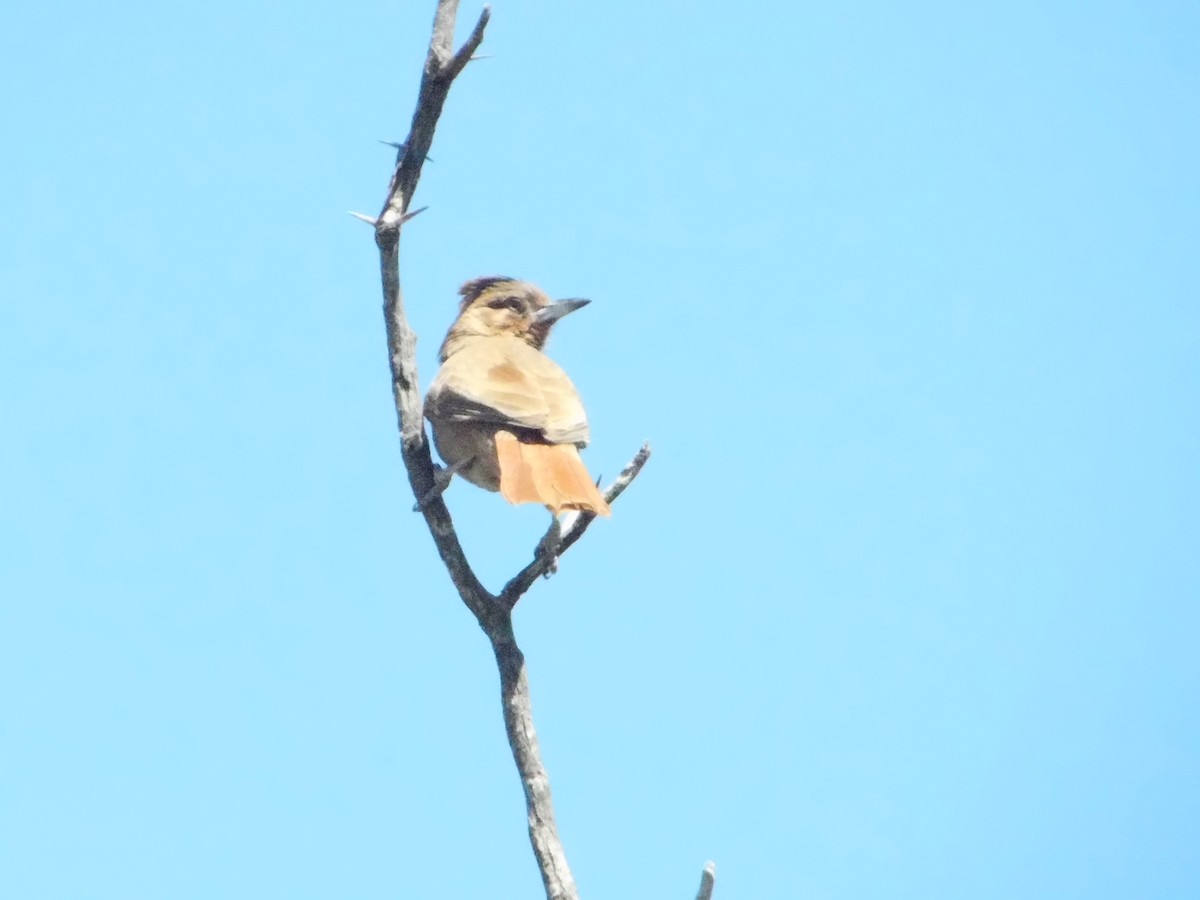 Brown Cacholote - ML643386390