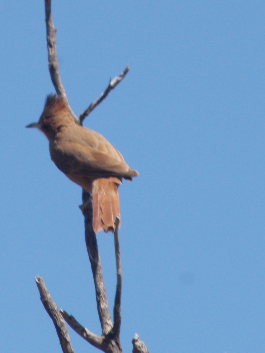 Brown Cacholote - ML643386391