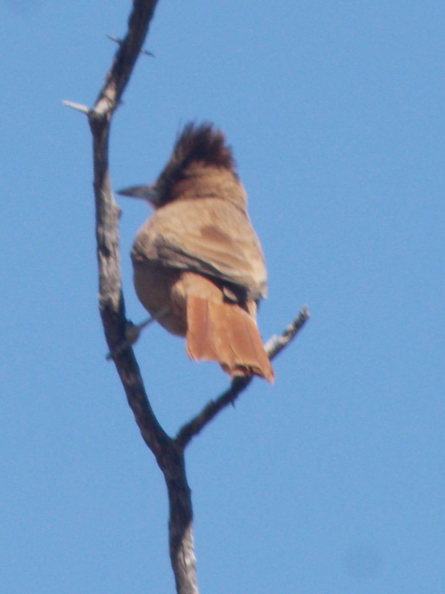 Brown Cacholote - ML643386392