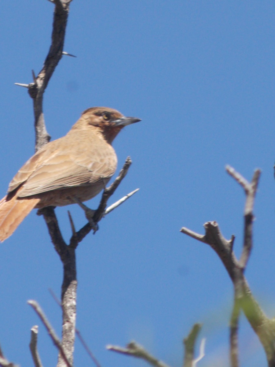 Brown Cacholote - ML643386393