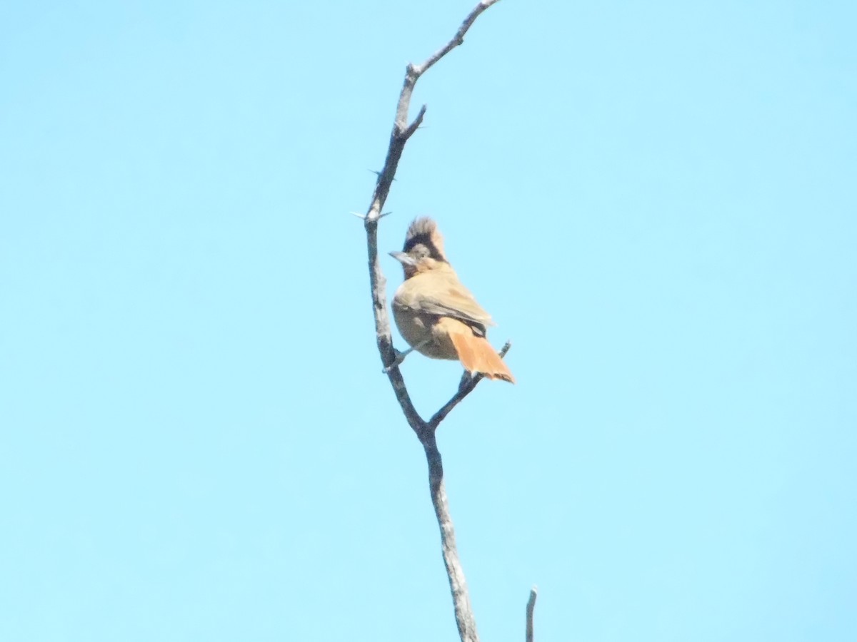 Brown Cacholote - ML643386394
