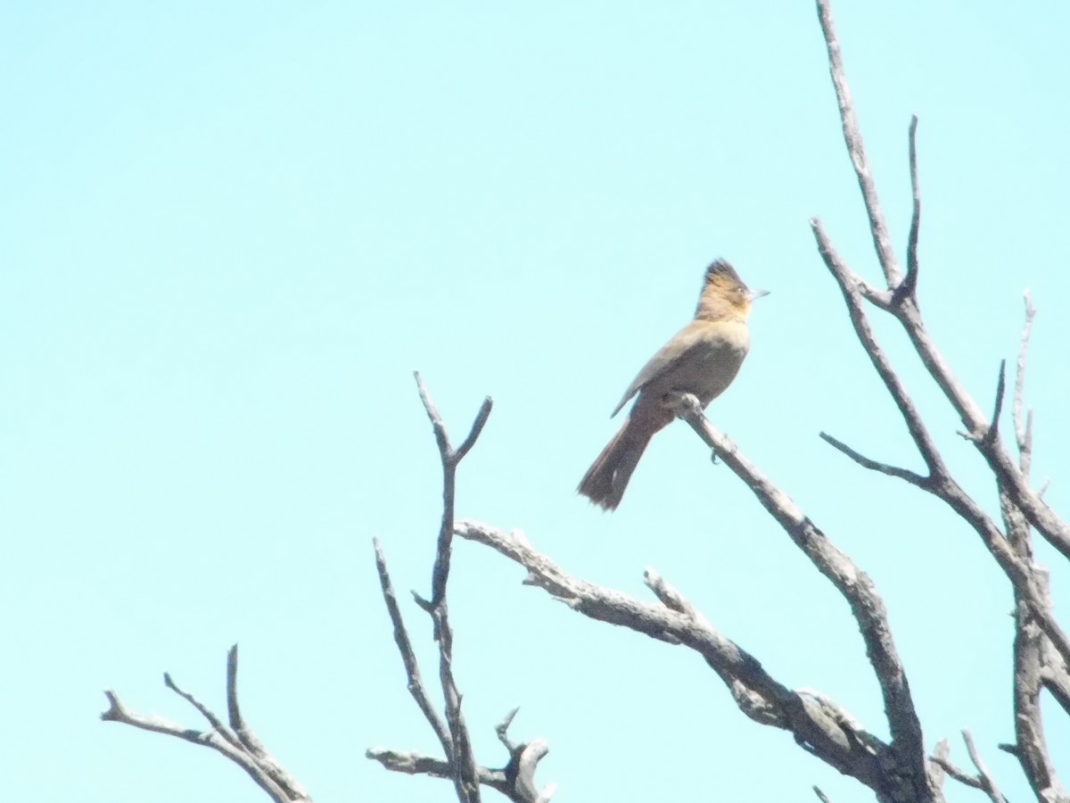 Brown Cacholote - ML643386395