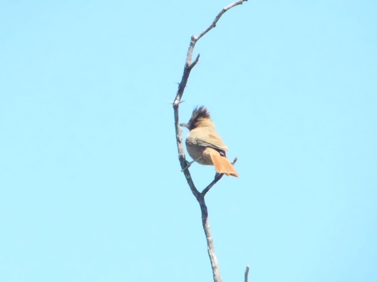 Brown Cacholote - ML643386396