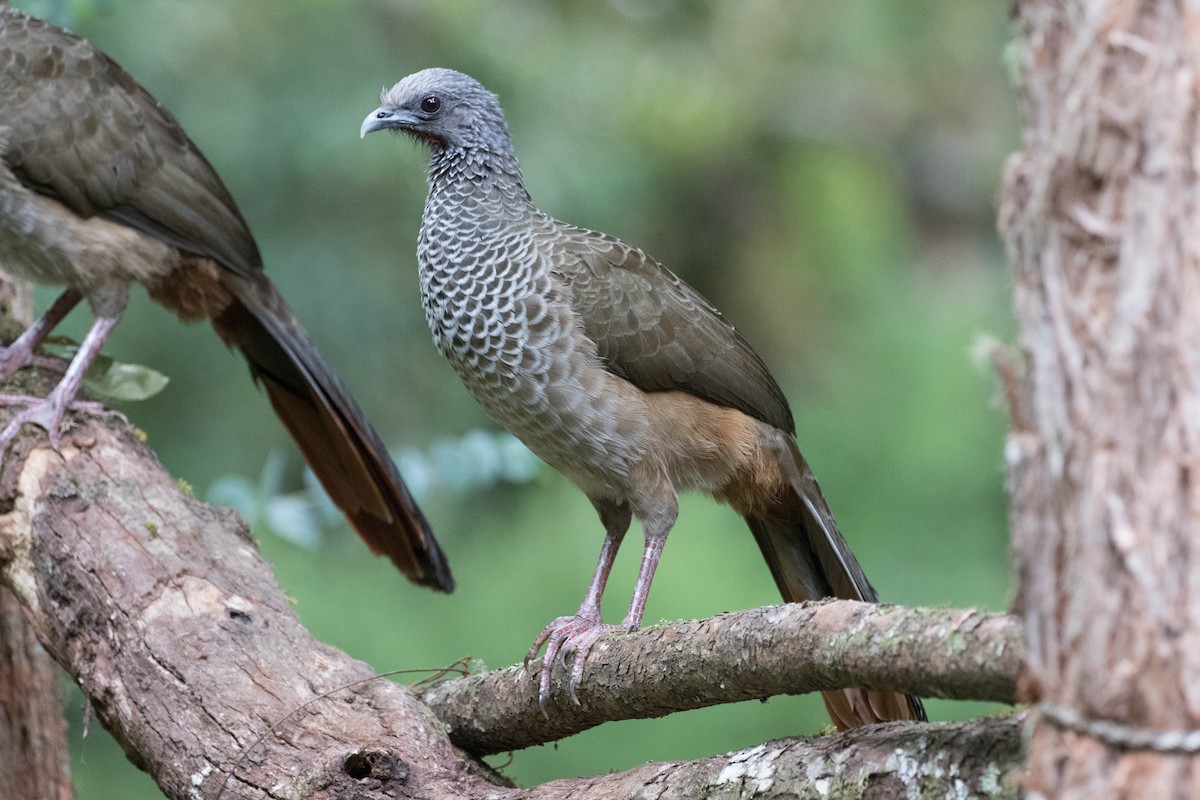 Colombian Chachalaca - ML643386447
