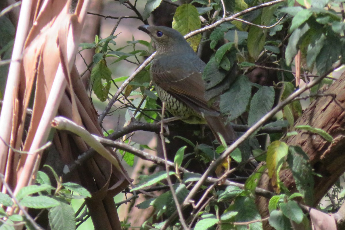 Satin Bowerbird - ML643386450