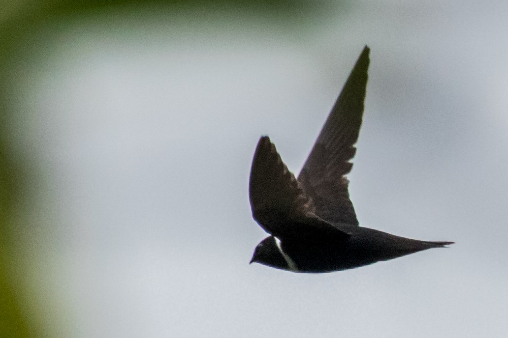 White-collared Swift - ML643386451