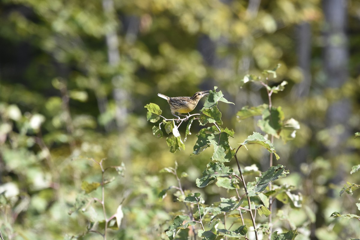 Eastern Meadowlark - ML643386452