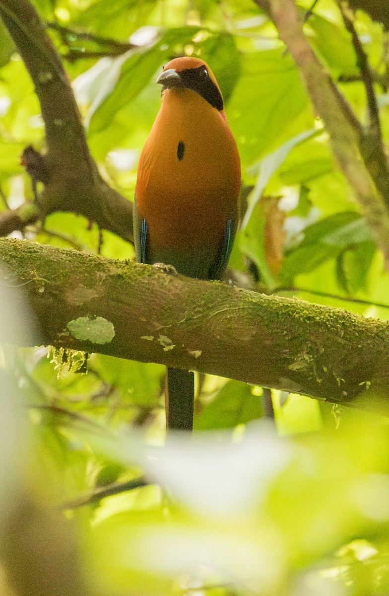 Rufous Motmot - ML643386468