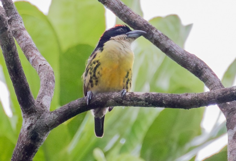 Five-colored Barbet - ML643386479