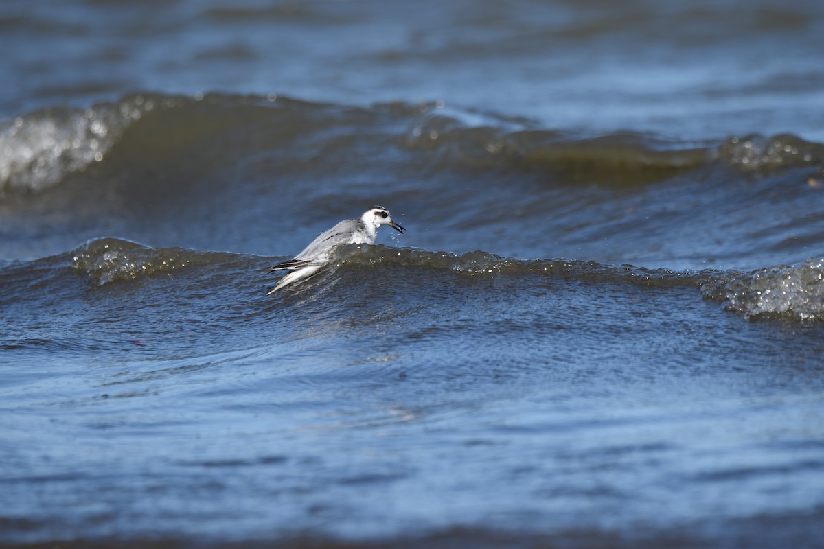 Red Phalarope - ML643386482