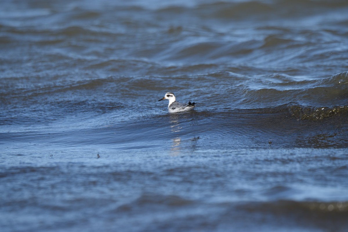 Red Phalarope - ML643386483