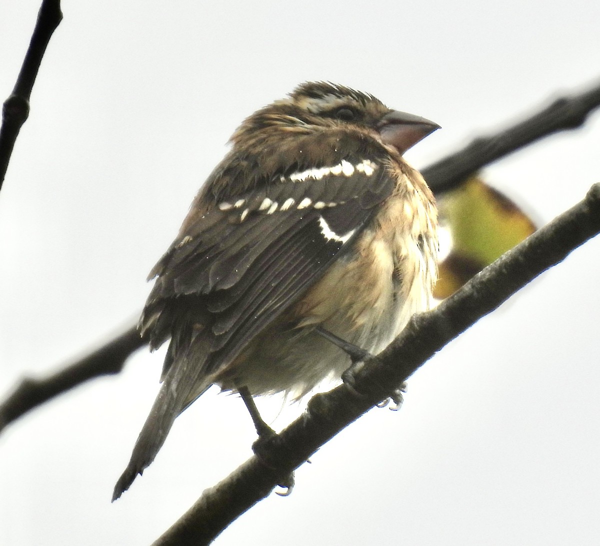 Black-headed Grosbeak - ML643386486