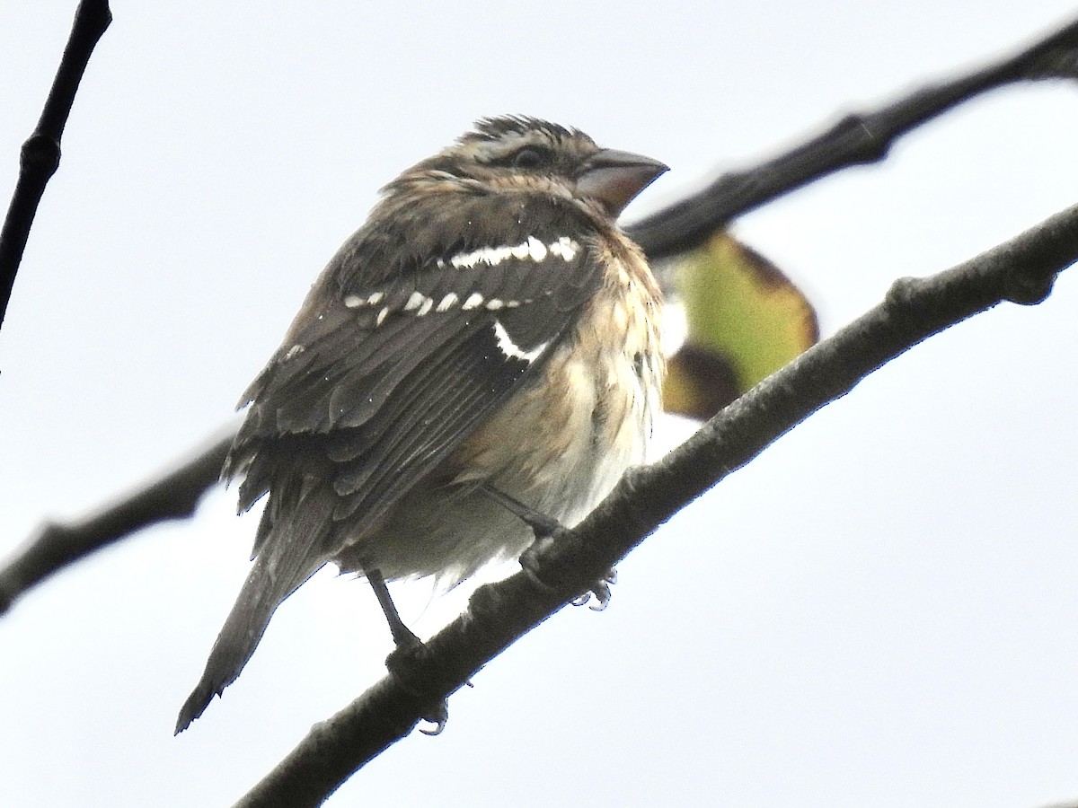 Black-headed Grosbeak - ML643386487