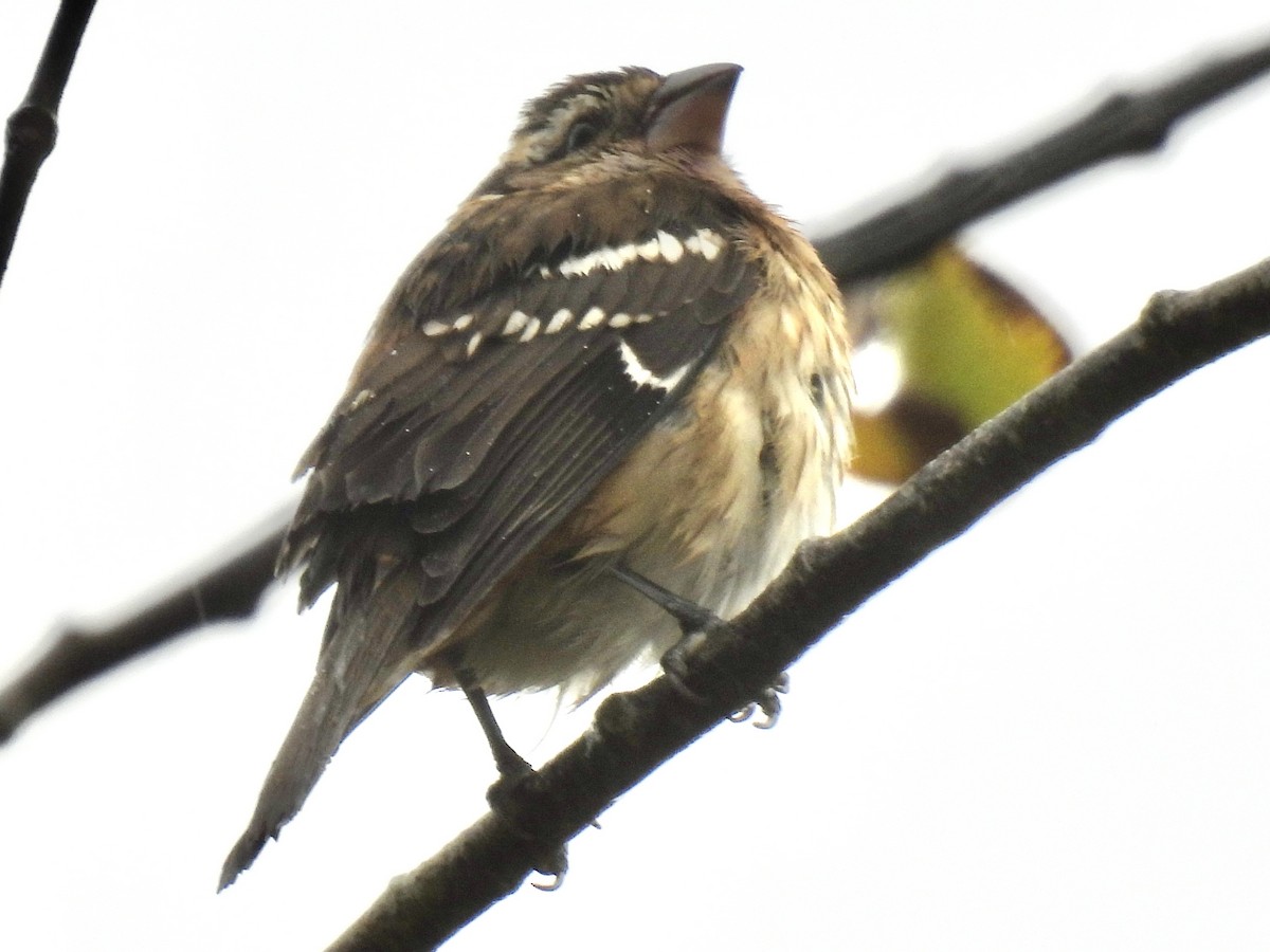 Black-headed Grosbeak - ML643386488