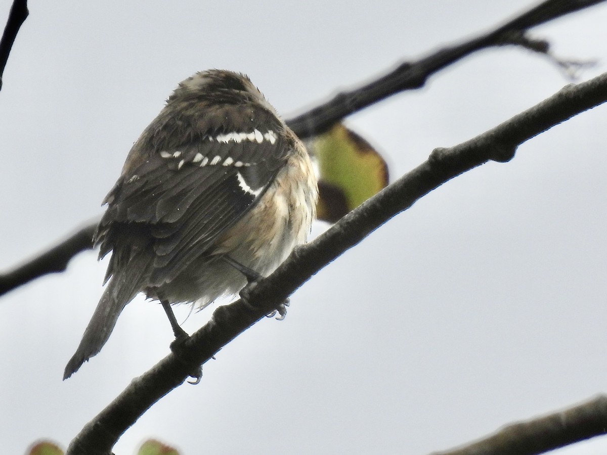 Black-headed Grosbeak - ML643386489