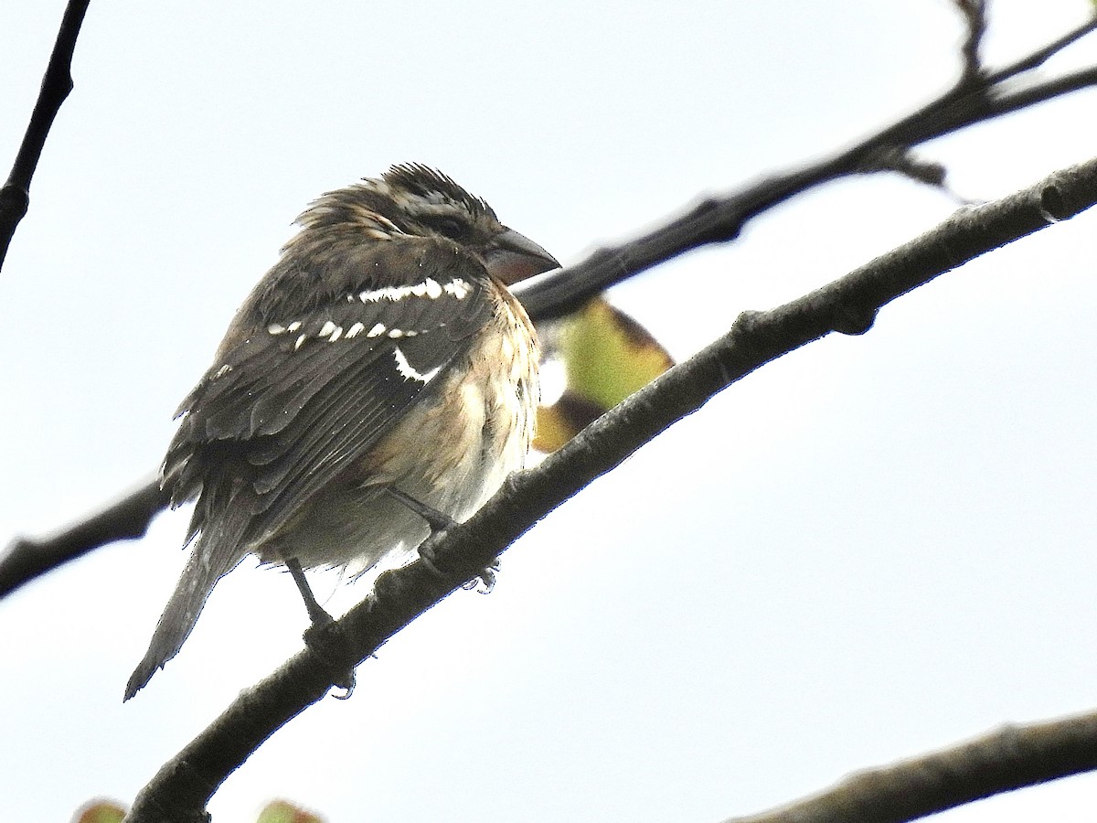 Black-headed Grosbeak - ML643386490