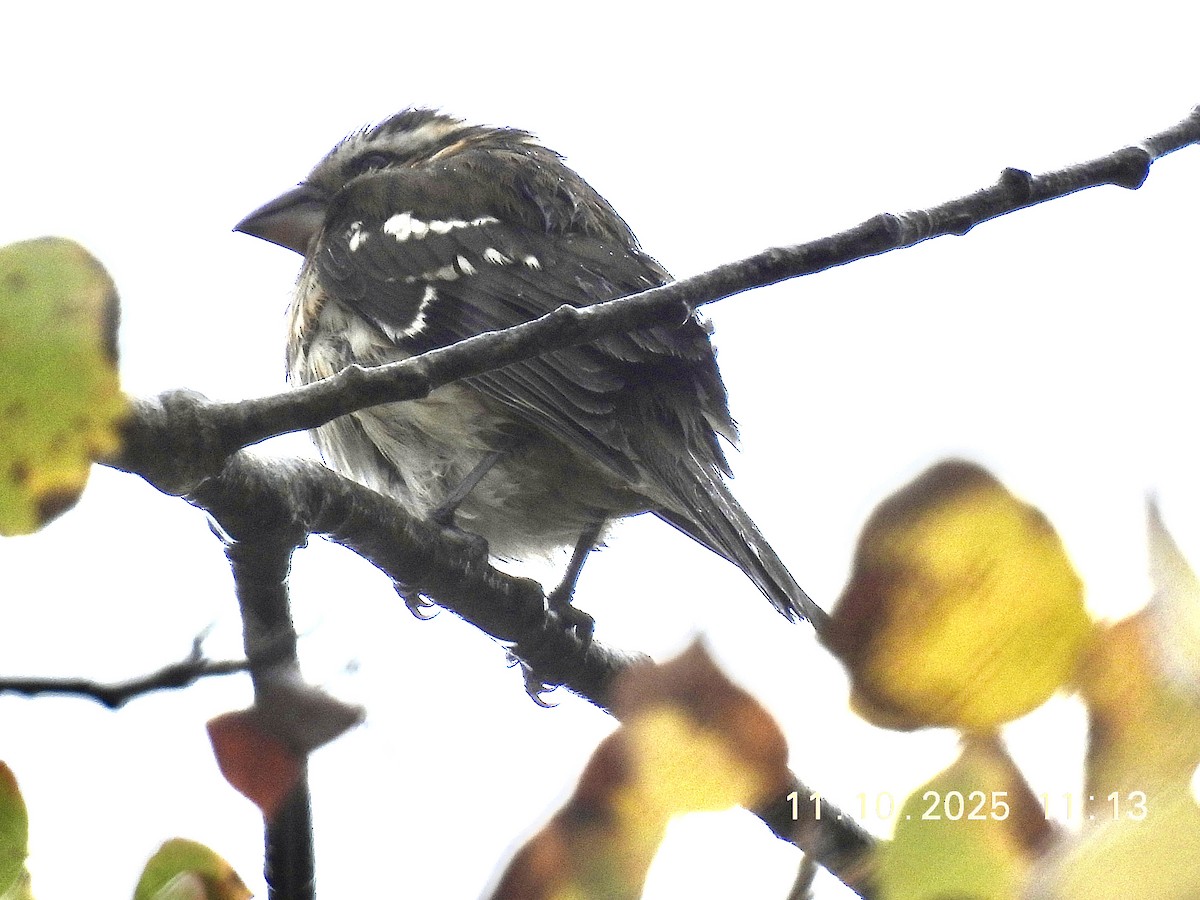 Black-headed Grosbeak - ML643386491