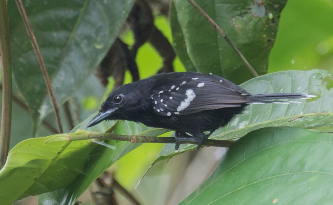 Dot-winged Antwren - ML643386493
