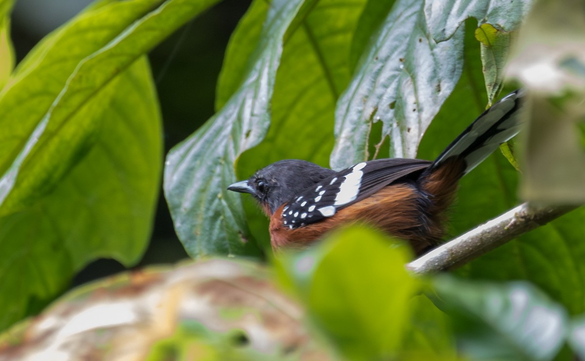 Dot-winged Antwren - ML643386494
