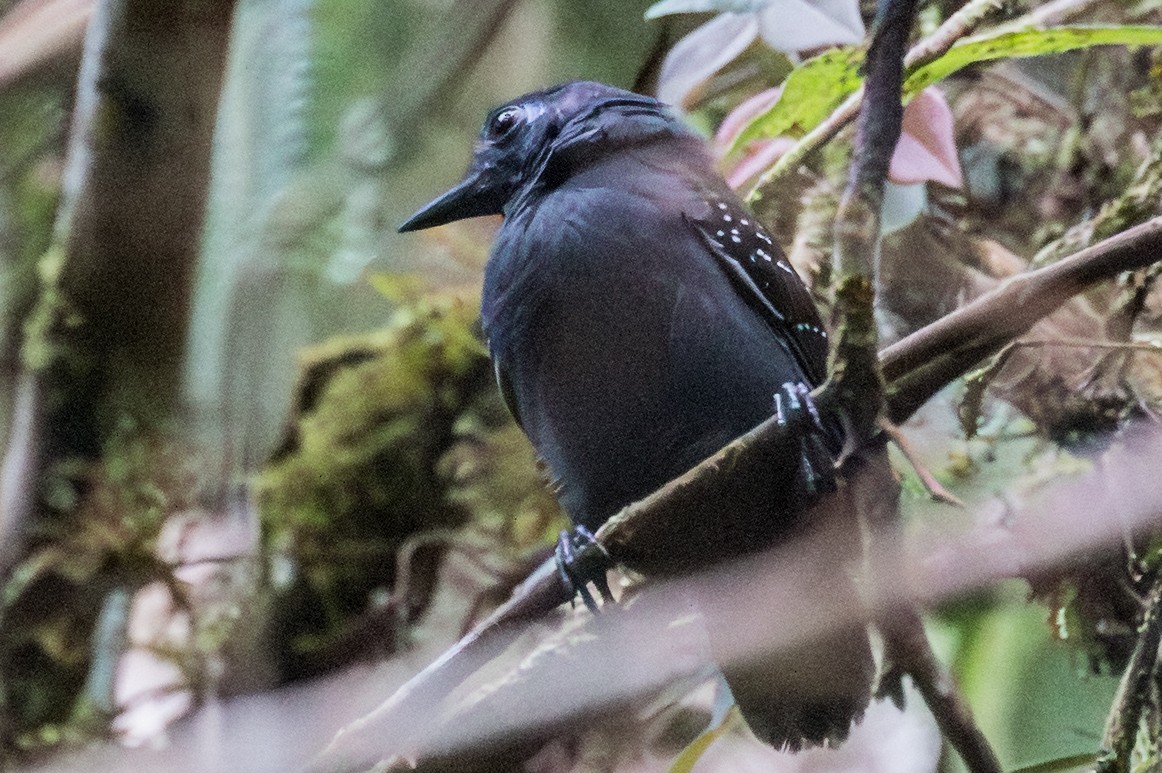 Chestnut-backed Antbird - ML643386499