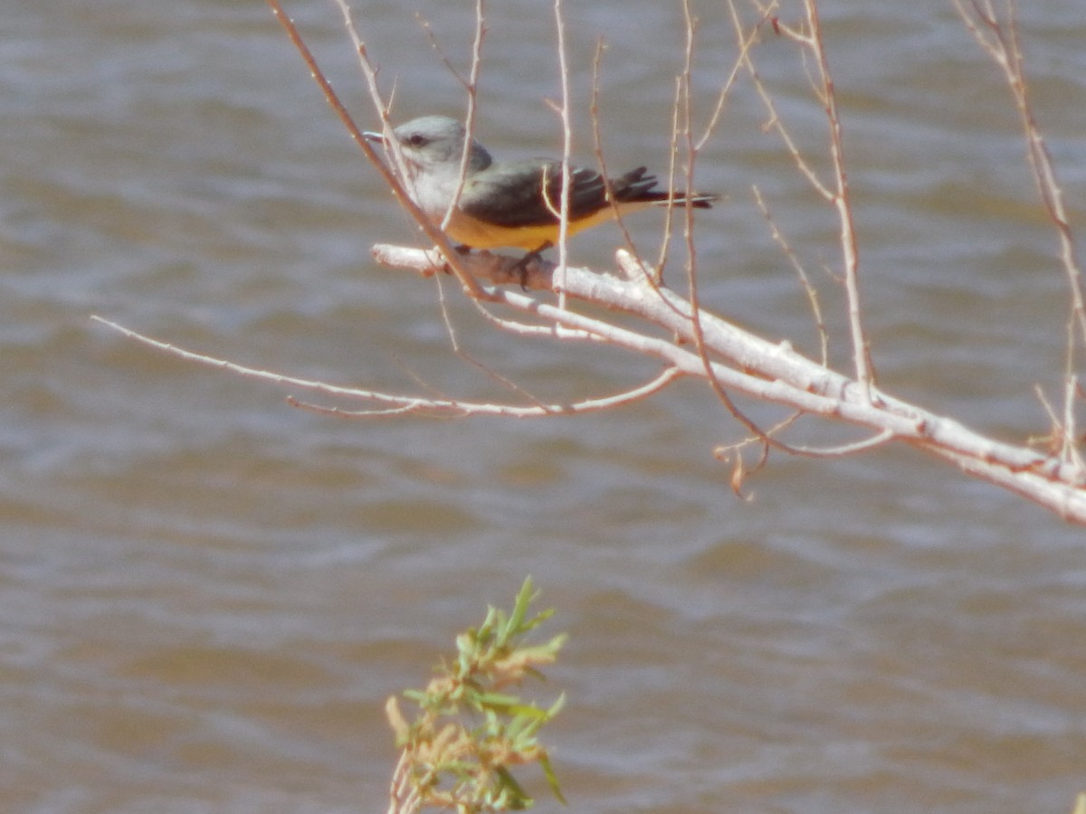 Western Kingbird - ML643386514