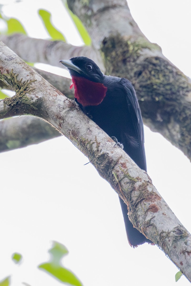 Purple-throated Fruitcrow - ML643386515