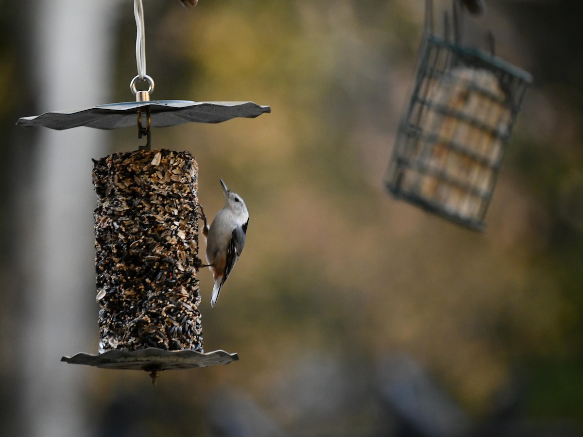 White-breasted Nuthatch - ML643386517