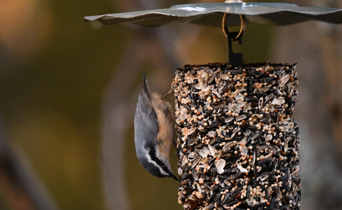 Red-breasted Nuthatch - ML643386521