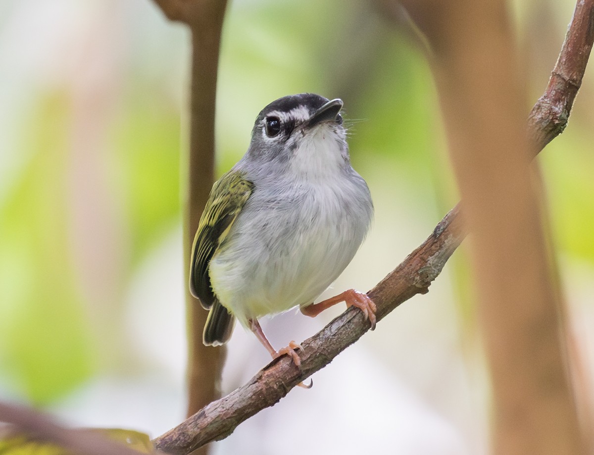 Black-capped Pygmy-Tyrant - ML643386528