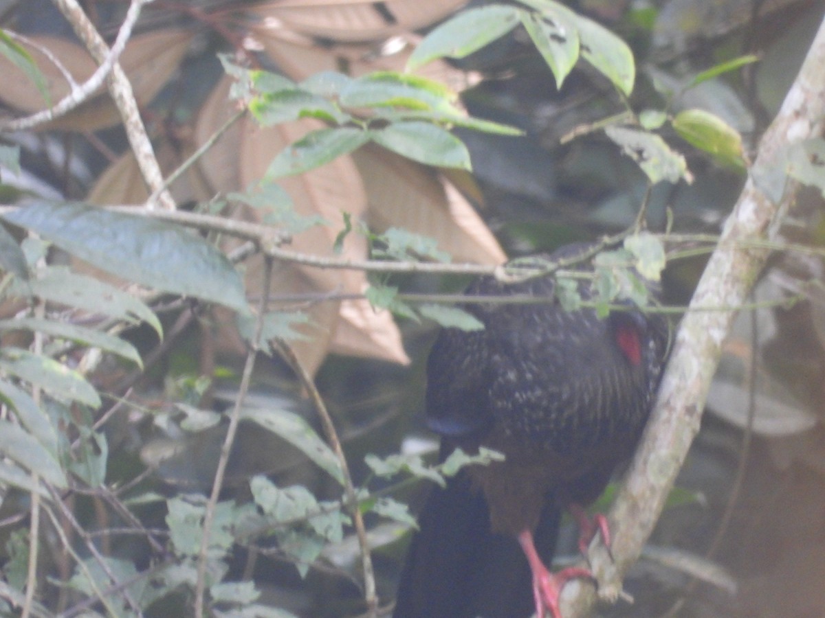Spix's Guan - ML643386548
