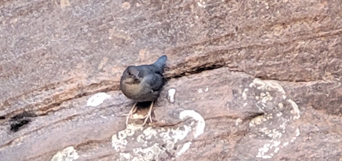 American Dipper - ML643386553