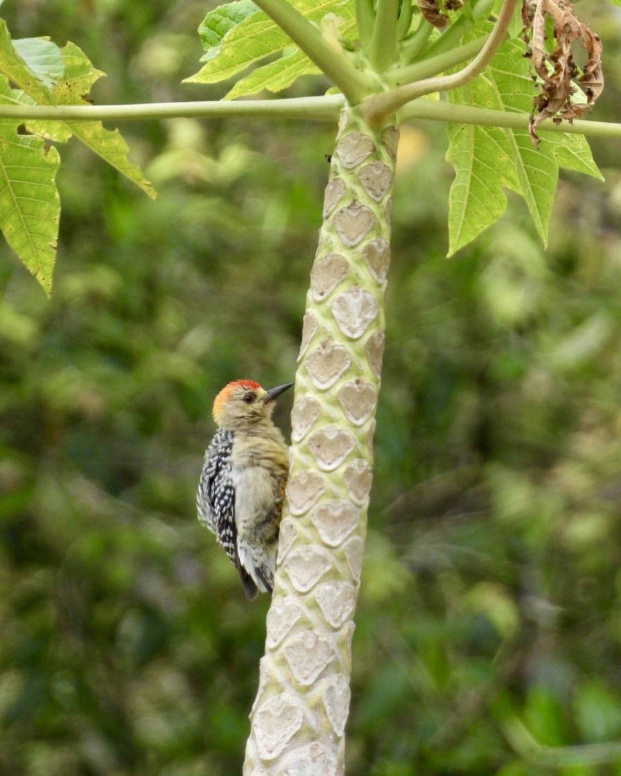Red-crowned Woodpecker - ML643386556
