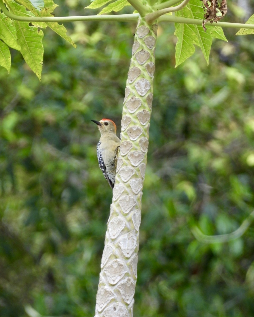 Red-crowned Woodpecker - ML643386557