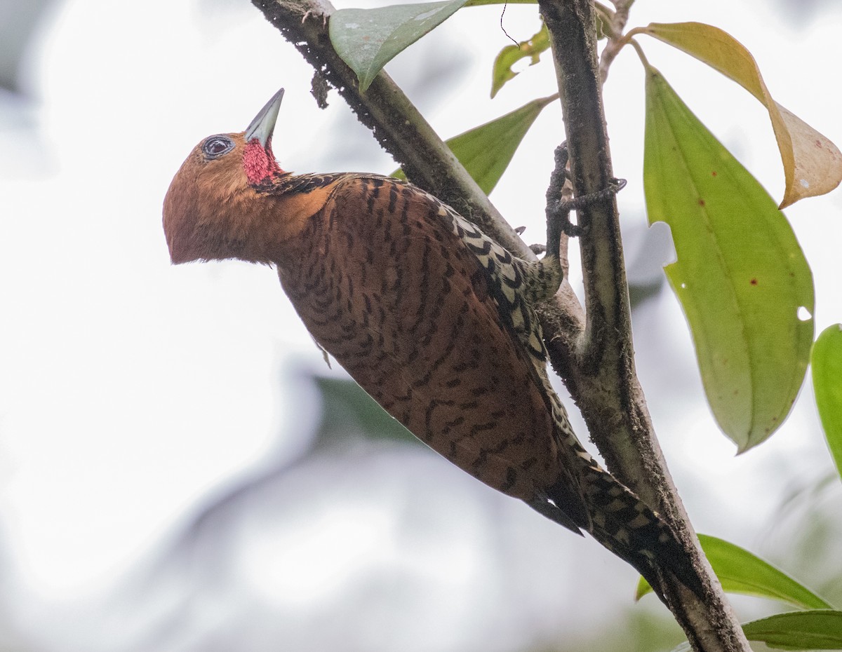Cinnamon Woodpecker - ML643386558