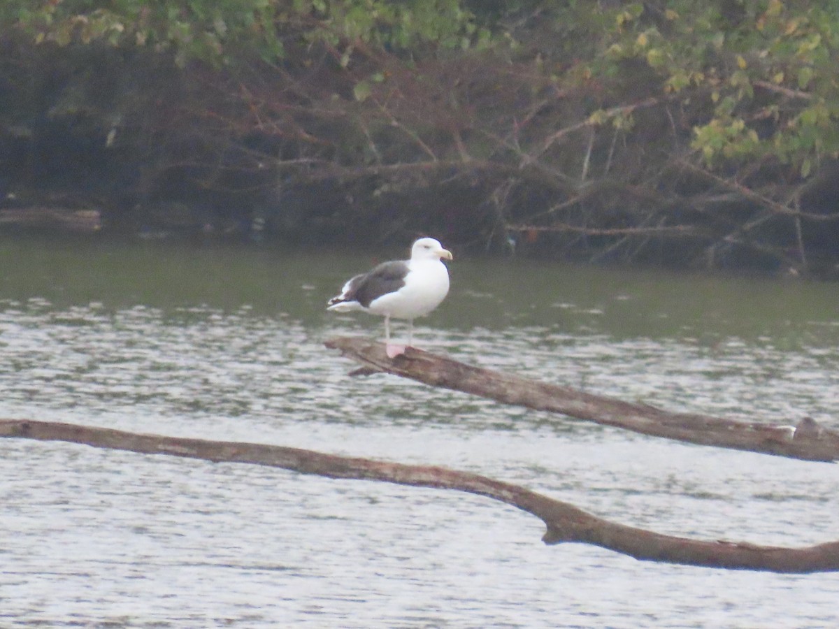 Great Black-backed Gull - ML643386594