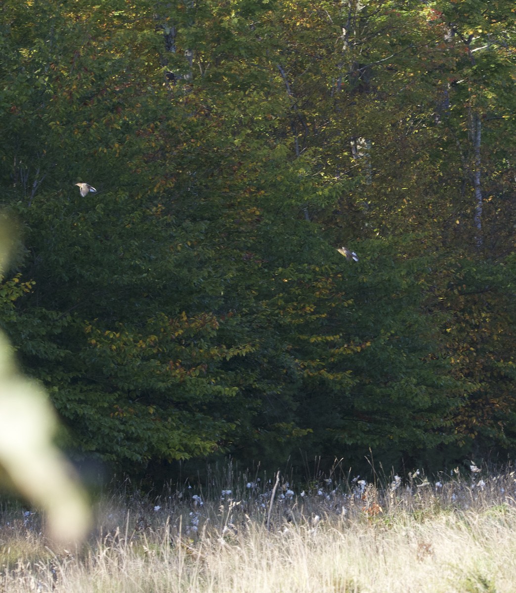 Eastern Meadowlark - ML643386608