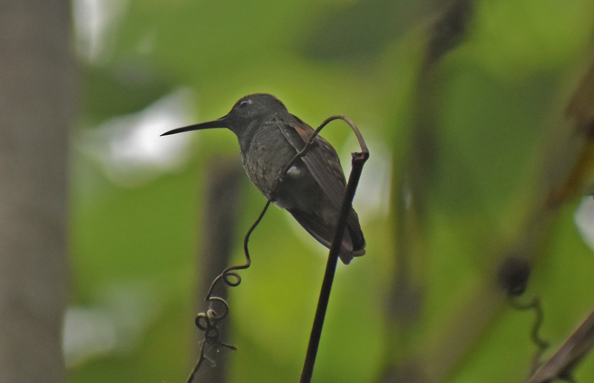 Berylline Hummingbird - ML643386618