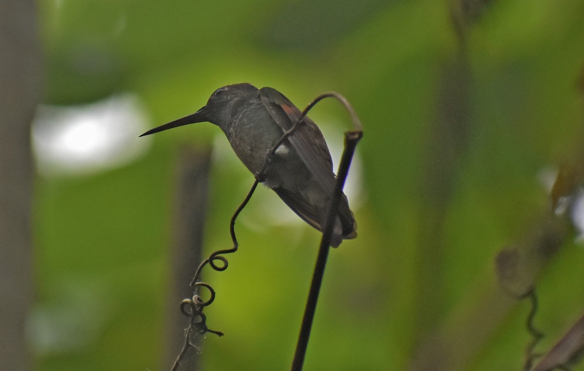 Berylline Hummingbird - ML643386619