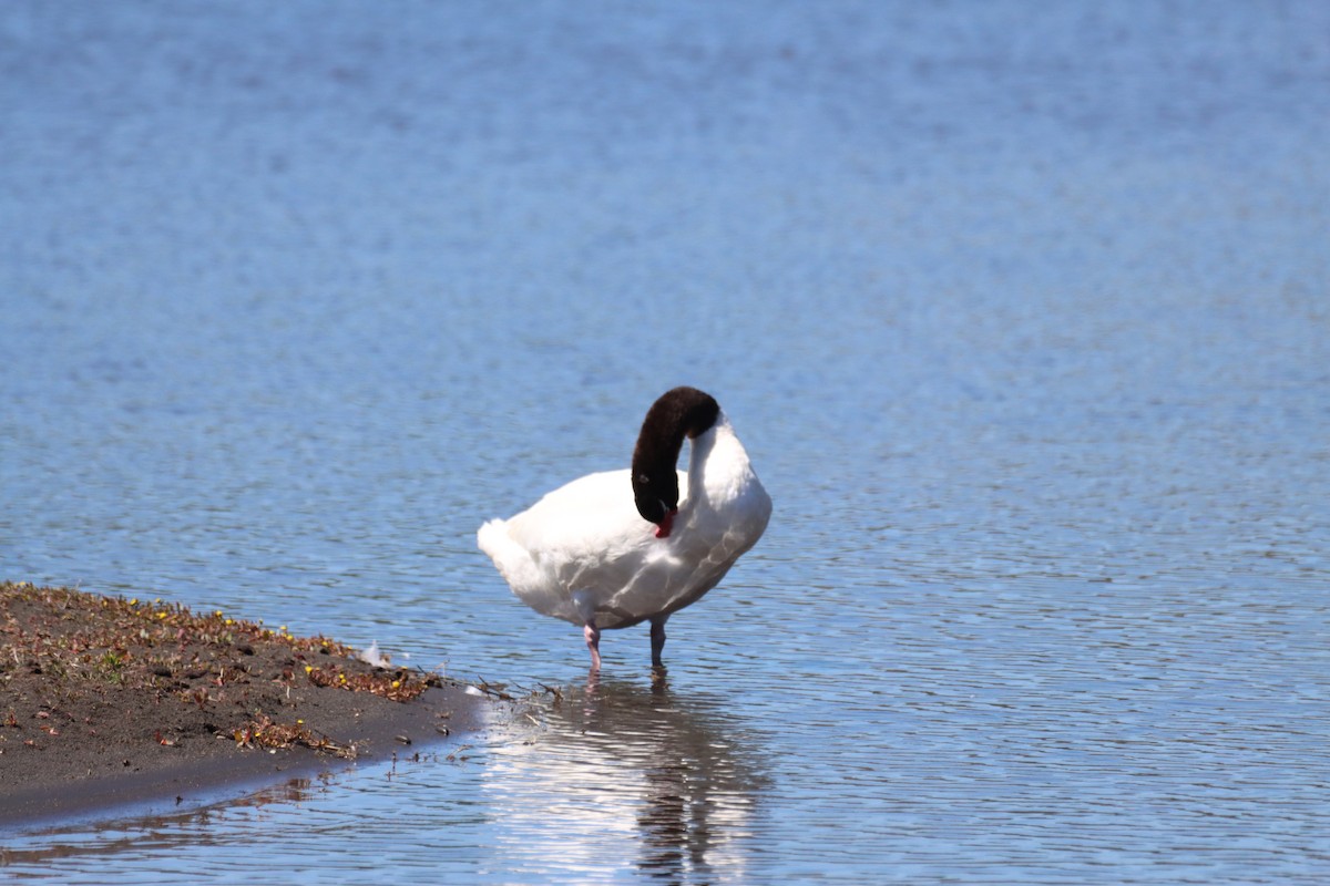 Black-necked Swan - ML643386620