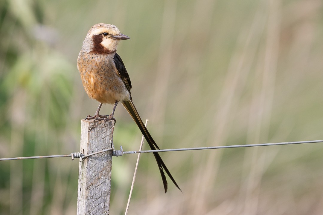 Тиранн-лентохвост - ML643386626