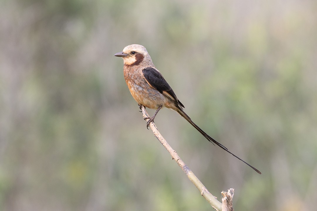 Тиранн-лентохвост - ML643386643