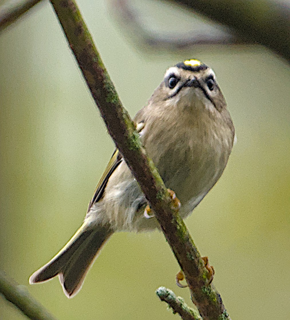 Golden-crowned Kinglet - ML643386653